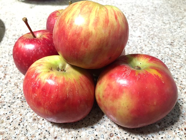 Gravenstein (and Gala) apples