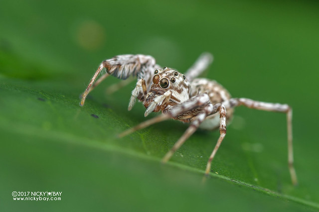 Jumping spider (Brettus sp.) - DSC_8419