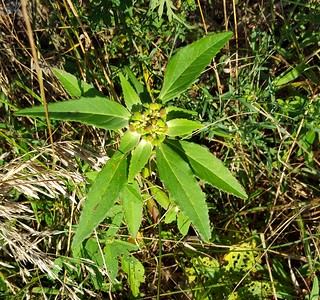 2017-9-17. Toothed spurge