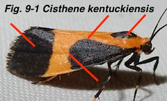 Fig 9-1 Cisthene kentuckiensis MD1131852-Jonn-BG