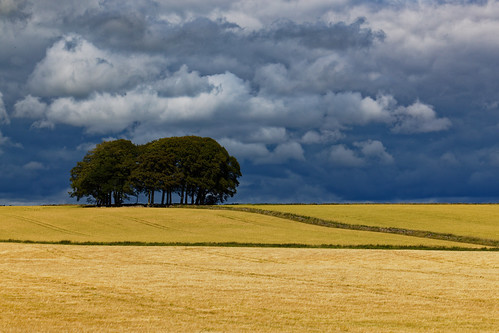 storm brewing landscape wheat barley farming trees fields scotland aberdeenshire copse canon eos1dxmk2 clouds