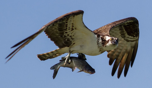 cmsheehy colemansheehy nature wildlife bird hawk osprey fishhawk raptor rappahannock virginia pandionhaliaetus