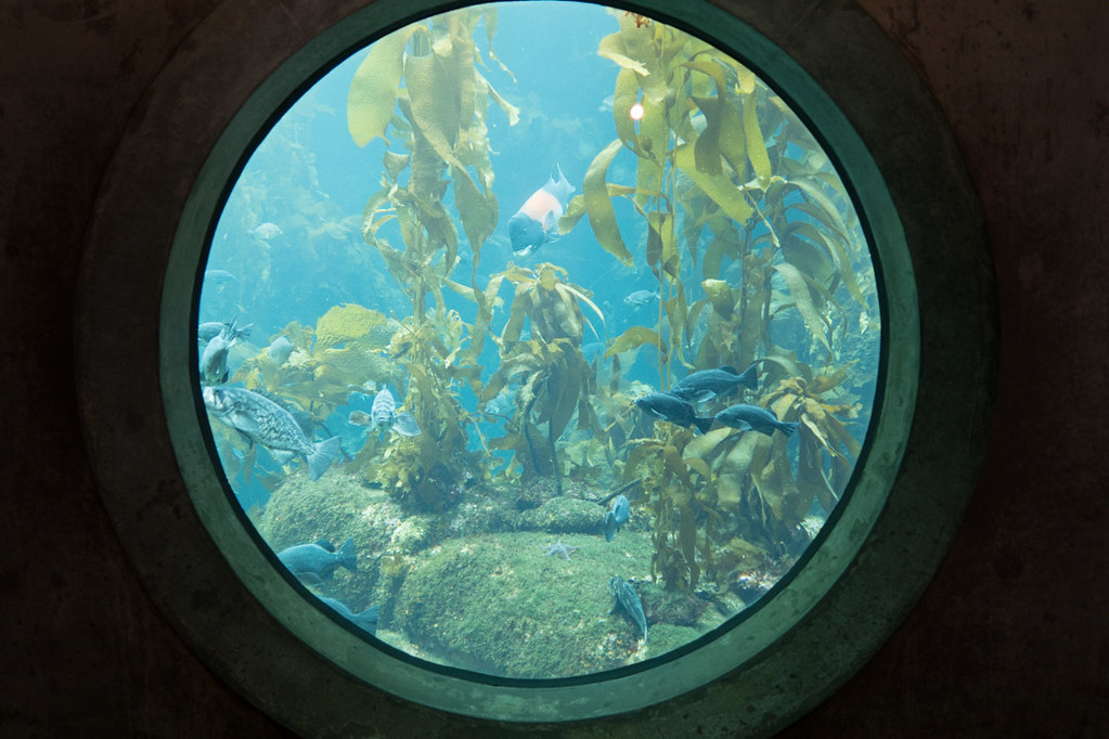 Round display window at Monterey Bay Aquarium