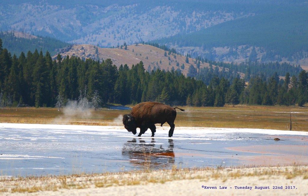 Where the Bison roam............