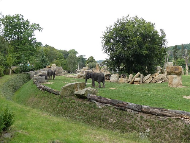 Elefanten, Zoo Prag