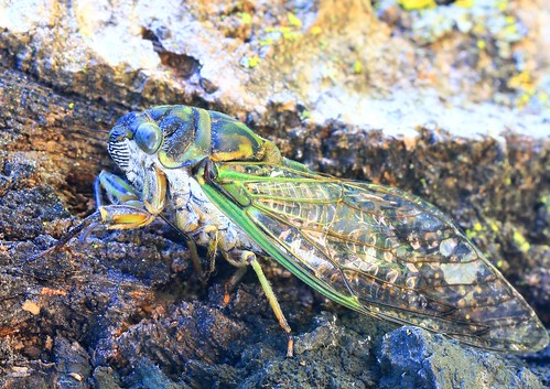 dog day cicada neotibicens canicularis lake meyer park winneshiek county iowa larry reis