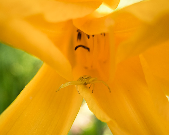 crab spider on flower