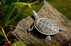 Geoffroy’s Side-necked Turtle (Phrynops geoffroanus) (captive specimen) - Photo of Montesquieu-des-Albères