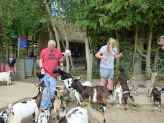 Cerza Zoo - feeding goats (3) - Photo of Saint-Pierre-de-Cormeilles