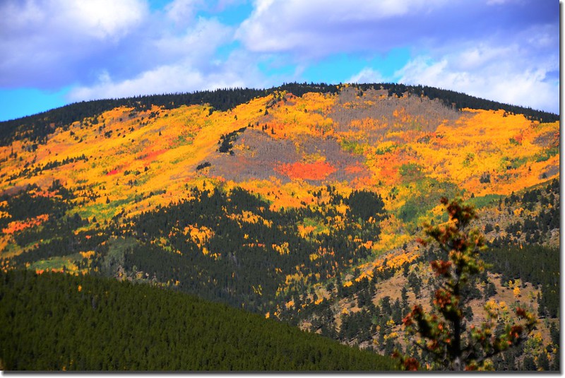 Fall colors, Mount Evans Scenic Byway, Colorado (41)