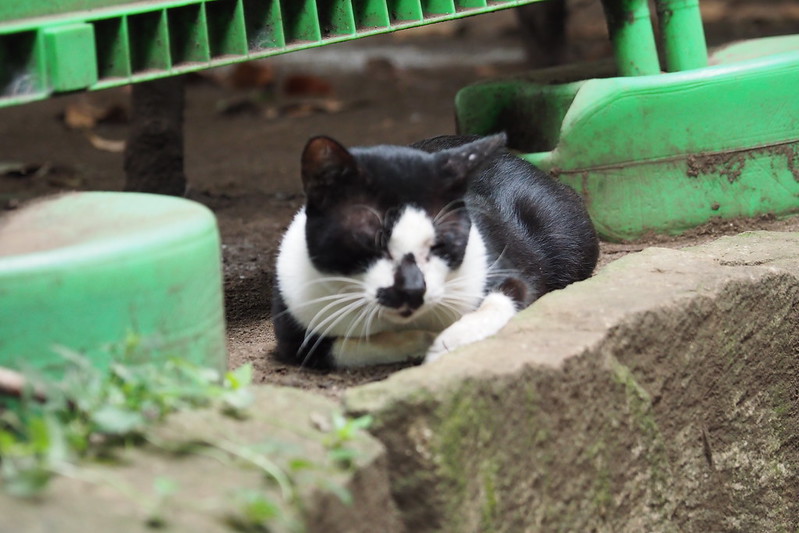 東池袋中央公園の猫。黒白ブチ