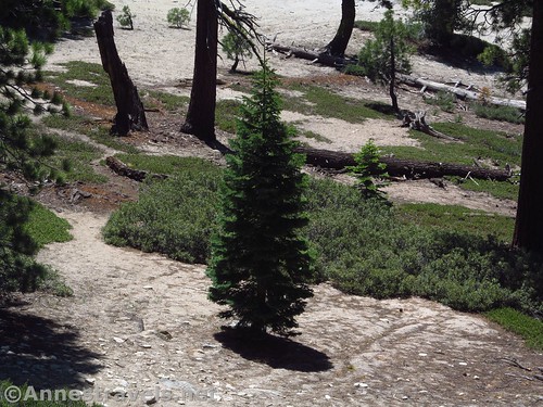 A lone pine grows in the rock below Indian Rock Arch in Yosemite National Park, California
