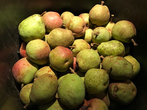 Pears in a bucket