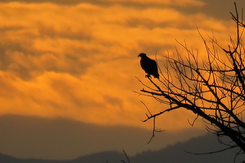frantzlake statewildlifearea swa osprey raptor bird sunset backlit mountains salida colorado