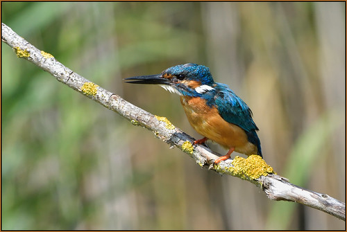 Kingfisher (image 2 of 3)