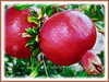 Punica granatum (Pomegranate, Buah Delima in Malay)