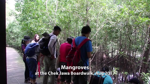 Exploring mangroves on the Chek Jawa boardwalk