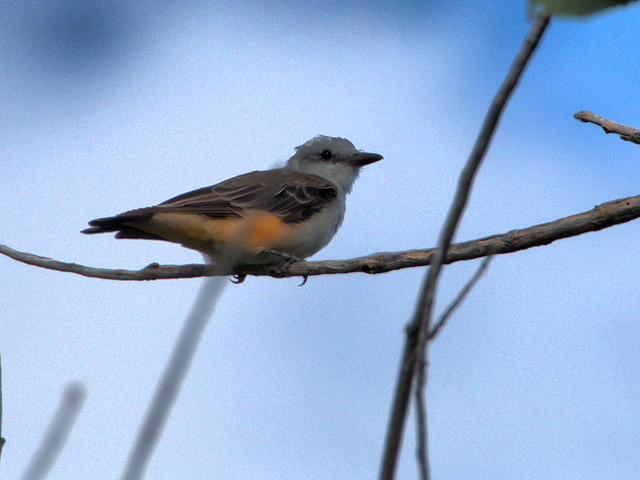 Scissor-tailed Flycatcher adult molting 01-20170814