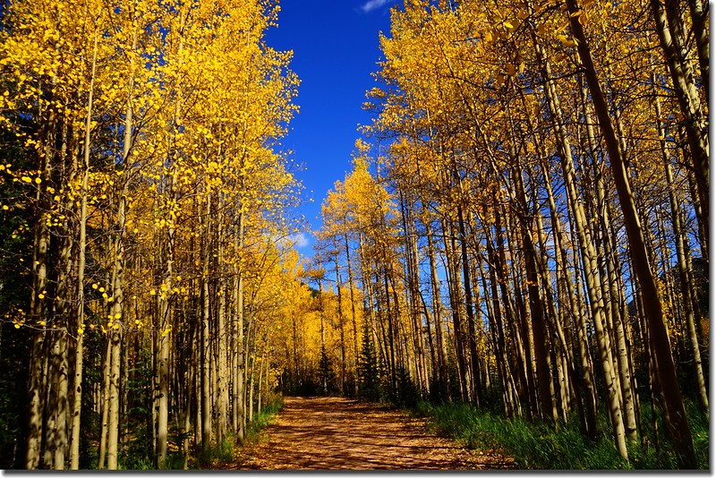Fall colors, Guanella Pass, Colorado (12)