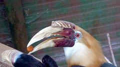 Cerza Zoo - hornbill (2) - Photo of La Chapelle-Hareng