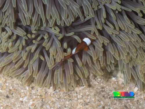 False clown anemonefishes (Amphiprion ocellaris) in Giant carpet anemone (Stichodactyla gigantea)
