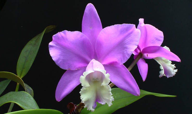 Orchideen-Neuzugang - Seite 33 36447843805_d6069de585_c