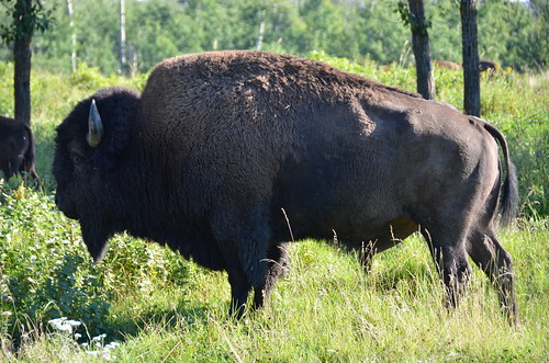 Elk Island Bull closeup