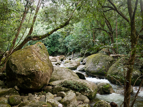 rainforest boulder rocks river holiday forest mossmangorge queensland australia au