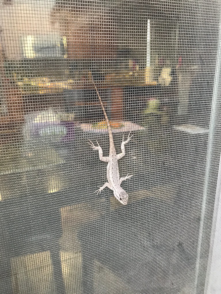 lizard on screen door