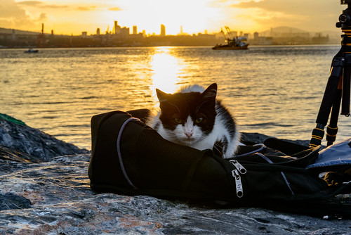 share flickrfriday cat istanbul bosphorus sunrise photography bag kitten glow reflections silhouette boat turkey travel