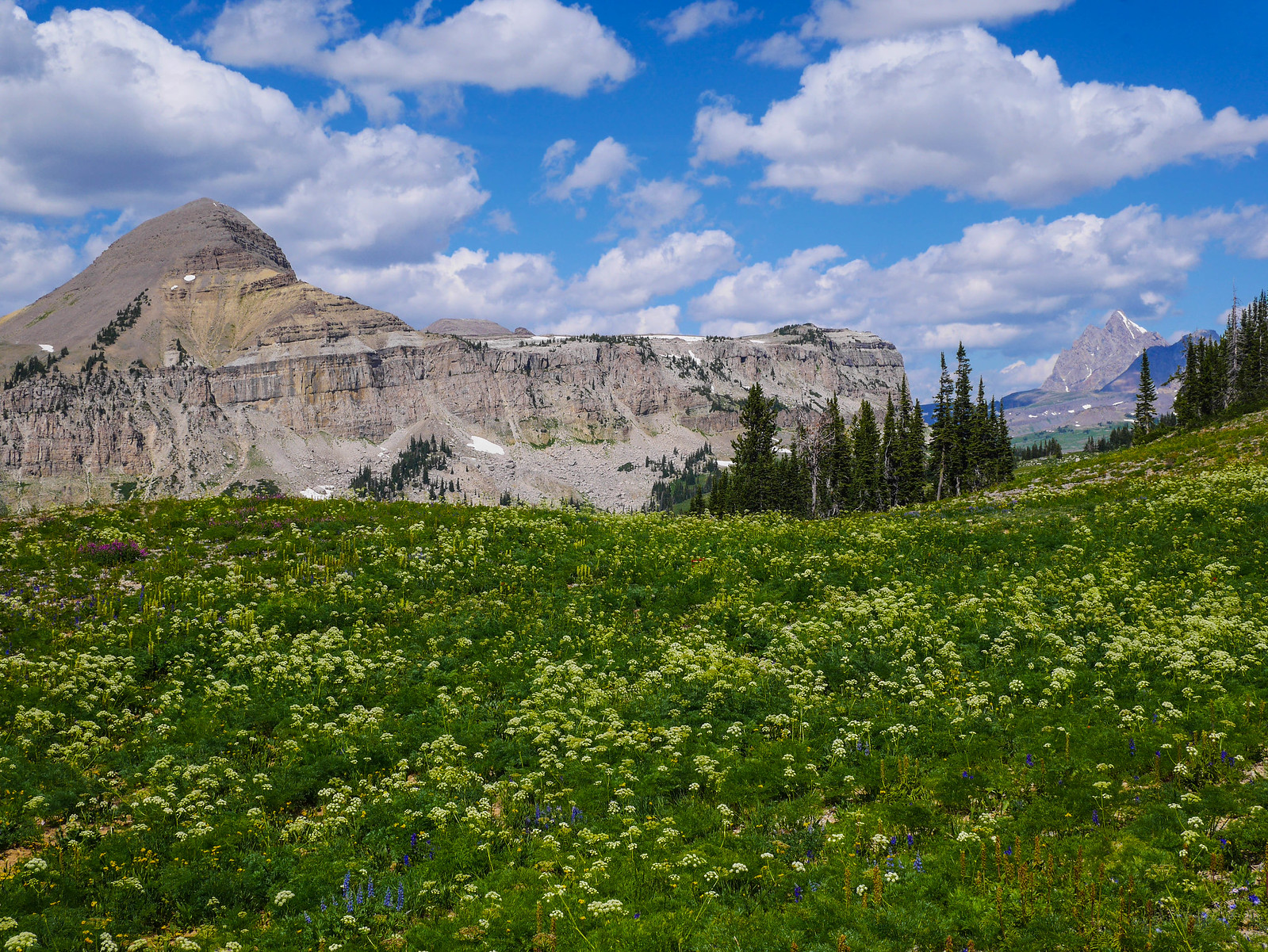 Fossil Mountain, Grand Teton, and the high plateau flowers