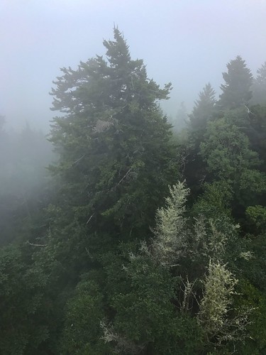 mtsterling nc wnc haywoodcounty gsmnp greatsmokymountainsnationalpark northcarolina weather fog mist trees