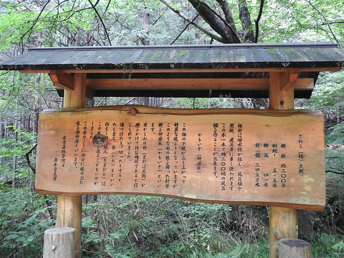 sawara japanese falsecypress trees naganoken chamaecyparispisifera signage language history