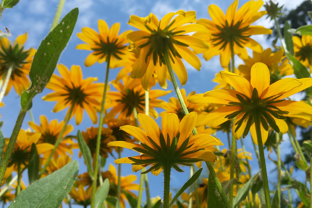 more than a dozen of the same flowers, viewed from below, with mostly blue sky and a few wispy clouds in the background