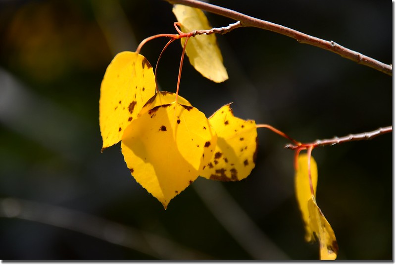 Aspen leaves are turning yellow 1