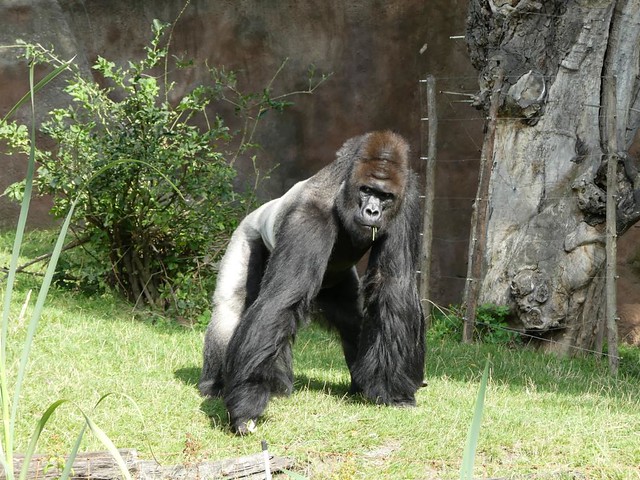 Gorilla, Zoo Prag