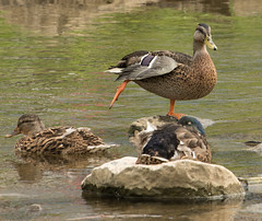 Mallard Duck Standing on One Leg