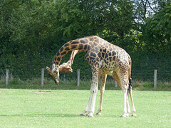Cerza Zoo - rothschild-s giraffe - Photo of Blangy-le-Château