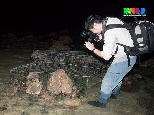 Large fish trap on coral reefs of Kusu Island