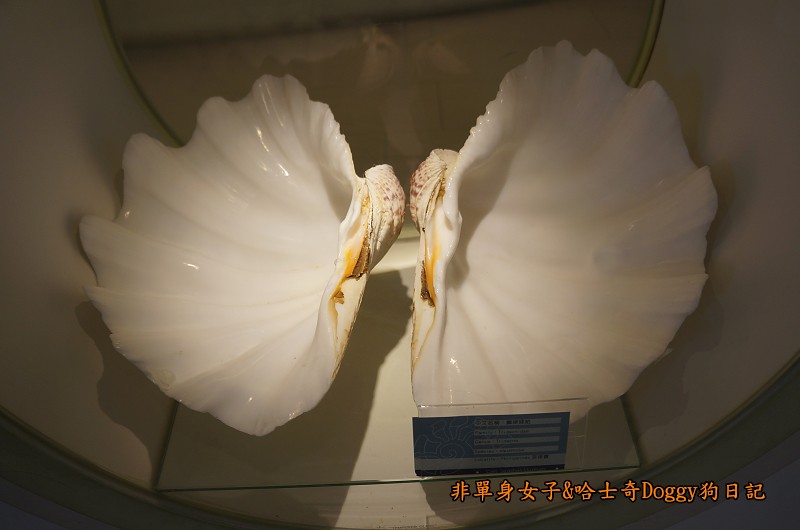 高雄旗津28貝殼博物館