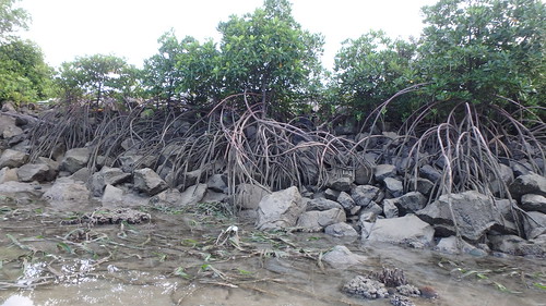 Mangroves on Pulau Hantu seawall