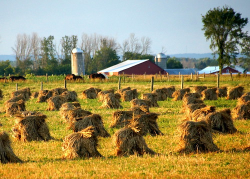 gladwin county rural farms amish hay