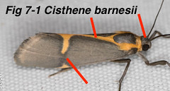 Fig 7-1 Cisthene barnesii TX5852279-Lasley
