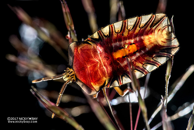 Giant shield bug nymph (Tessaratomidae) - DSC_8030