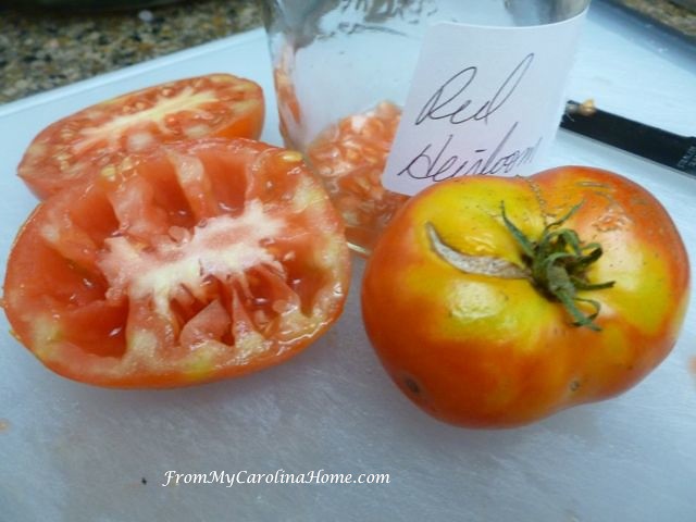 Saving Tomato Seeds at From My Carolina Home