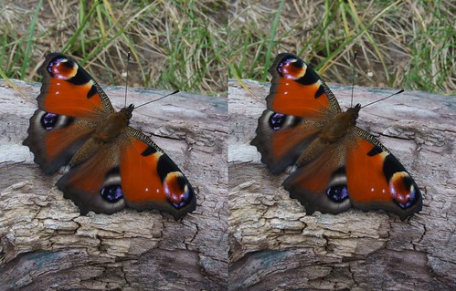 Inachis io, stereo parallel view