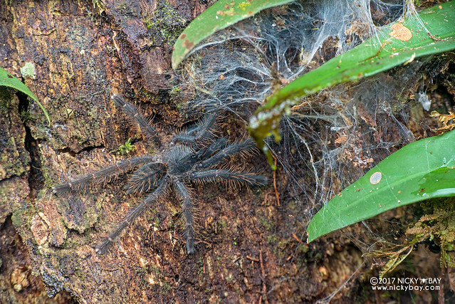 Tarantula (Theraphosidae) - DSC_8174