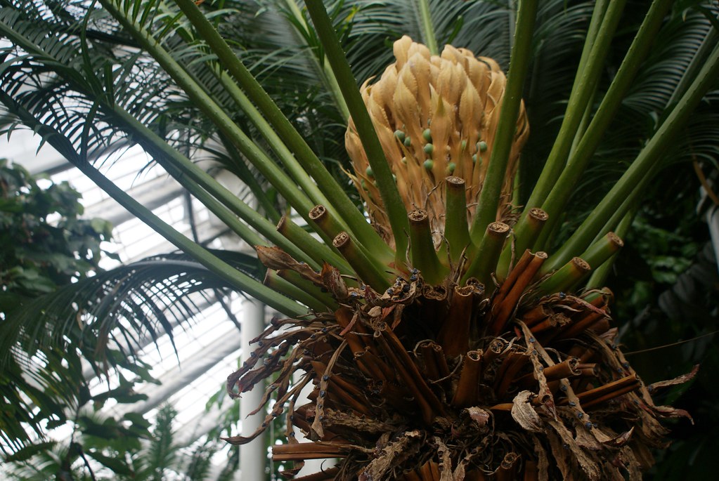 Palmier dans les serres tropicales du jardin botanique de Copenhague.