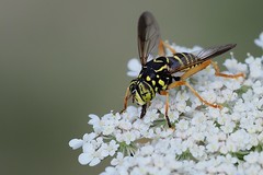 Wasp-mimic hoverfly (Spilomyia saltuum), Villeneuve-de-Berg, Ardèche, France - Photo of Darbres