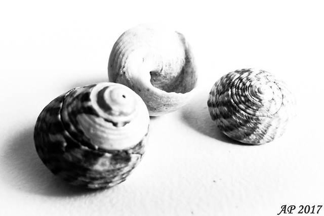Coquillages / Shells